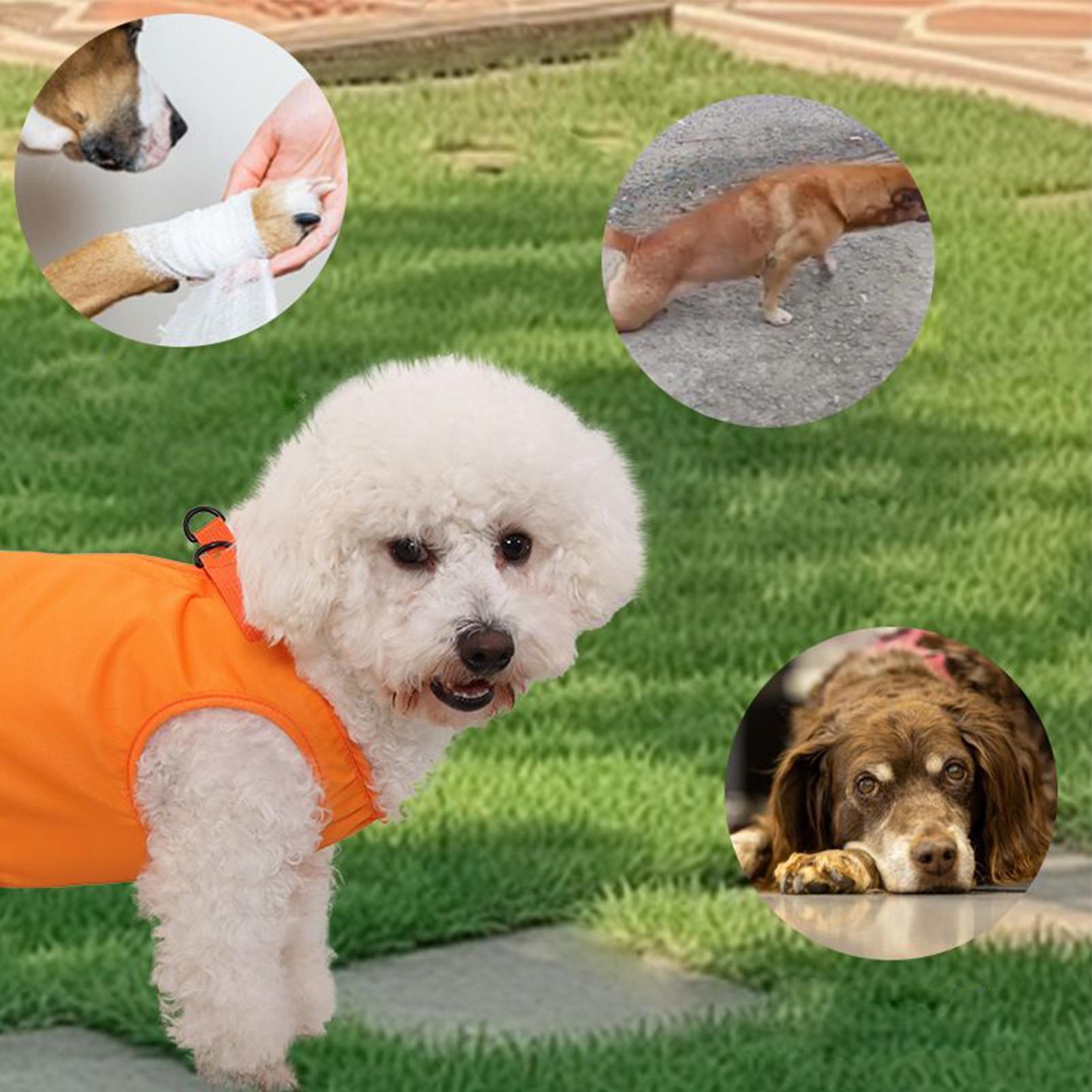Große Hundetragetasche, Hundet – Ladder Toss Set Bewertung und Preis